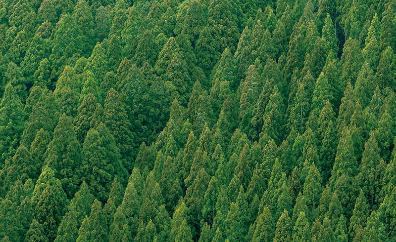 日本三大人工美林に数えられる天竜美林